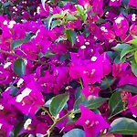 Bauernhof Fiori Del Conero