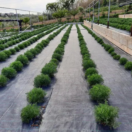 Fiori Del Conero Bauernhof