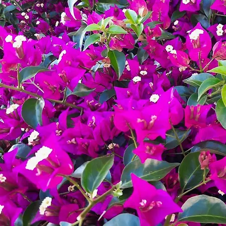 Vakantieboerderij Fiori Del Conero