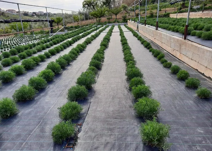 Fiori Del Conero Lantgård