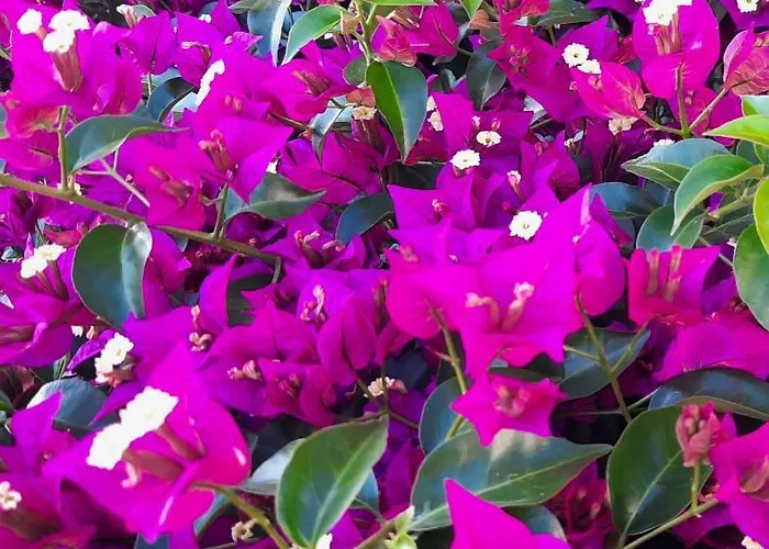 Lantgård Fiori Del Conero